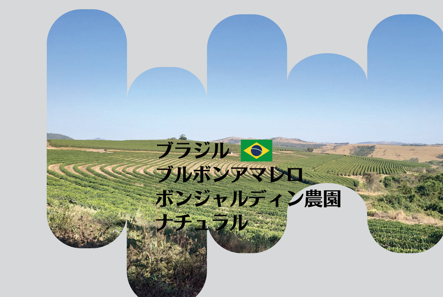 ブルボンアマレロ